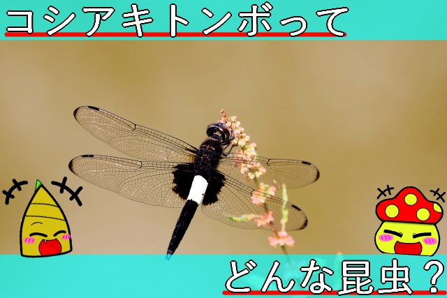 Thumbnail of post image 055